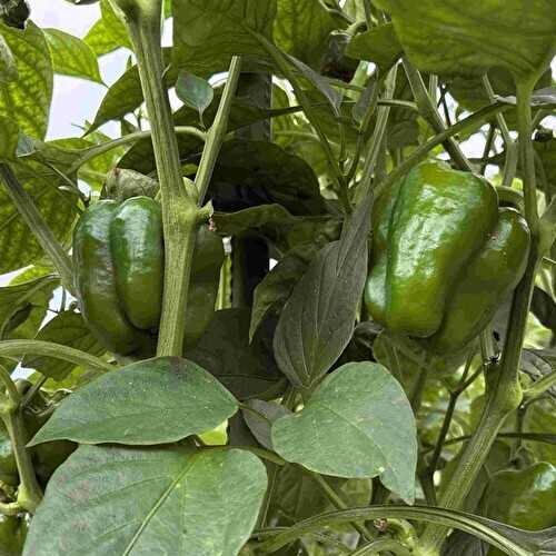 【新鮮豊受野菜】ピーマン（カリフォルニアワンダー） 300g