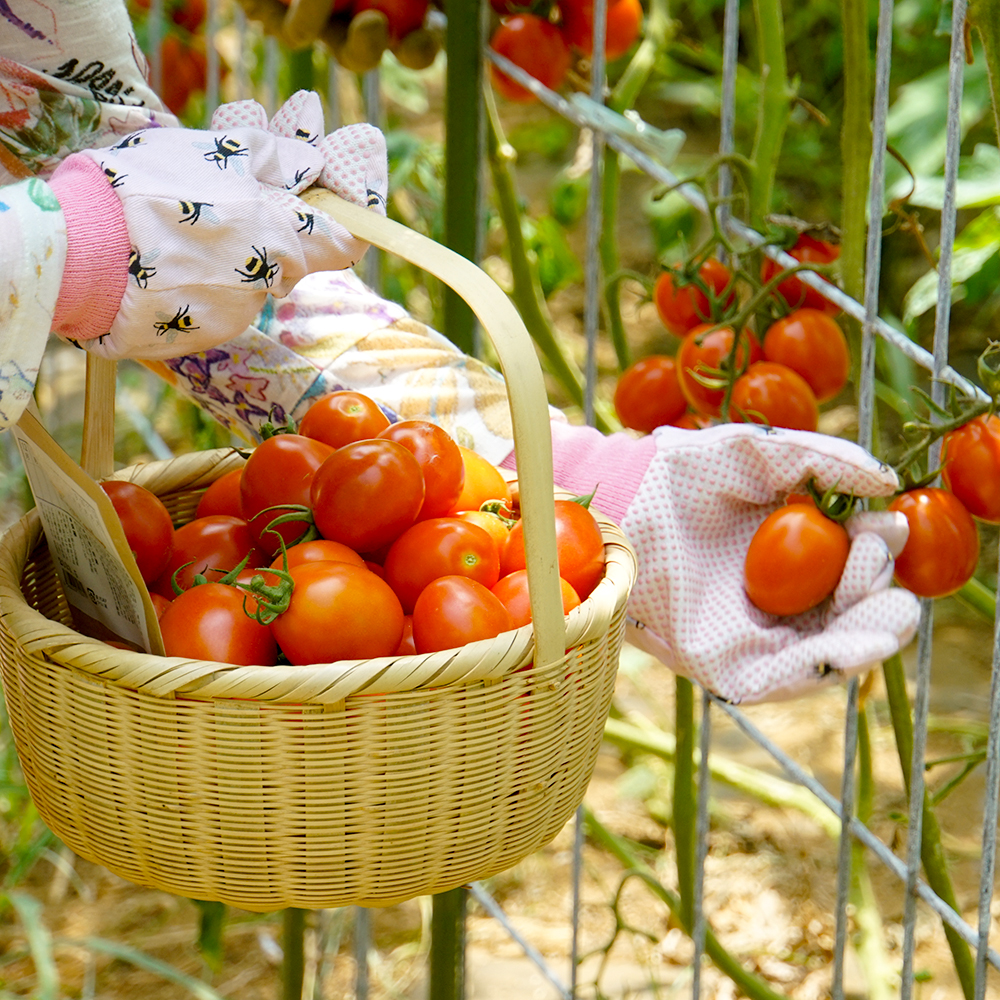【新鮮豊受野菜】トマト