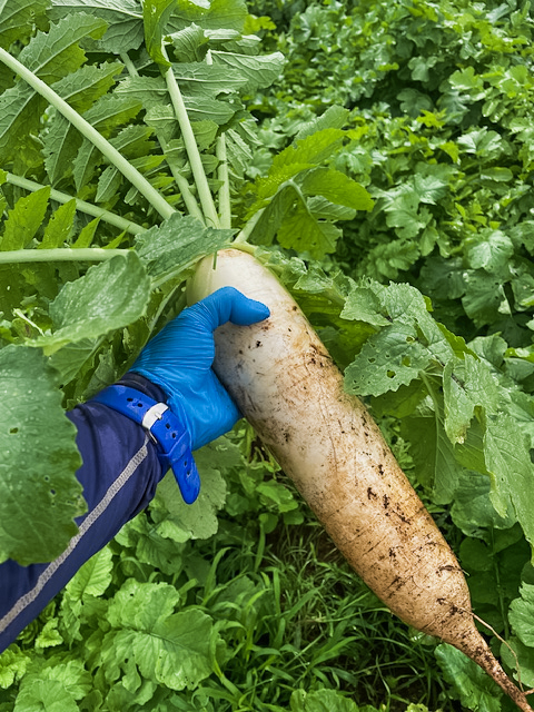 【新鮮豊受野菜】豊受みの早生大根（カット、葉なし）