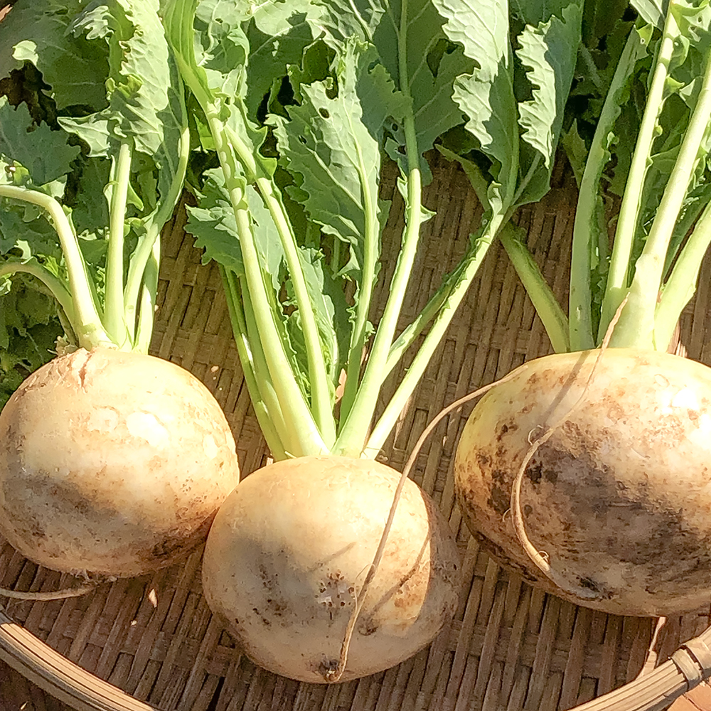 【新鮮豊受野菜】大きく育った金町小カブ