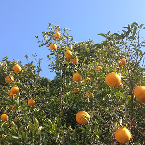 【新鮮豊受果物】豊受夏みかん