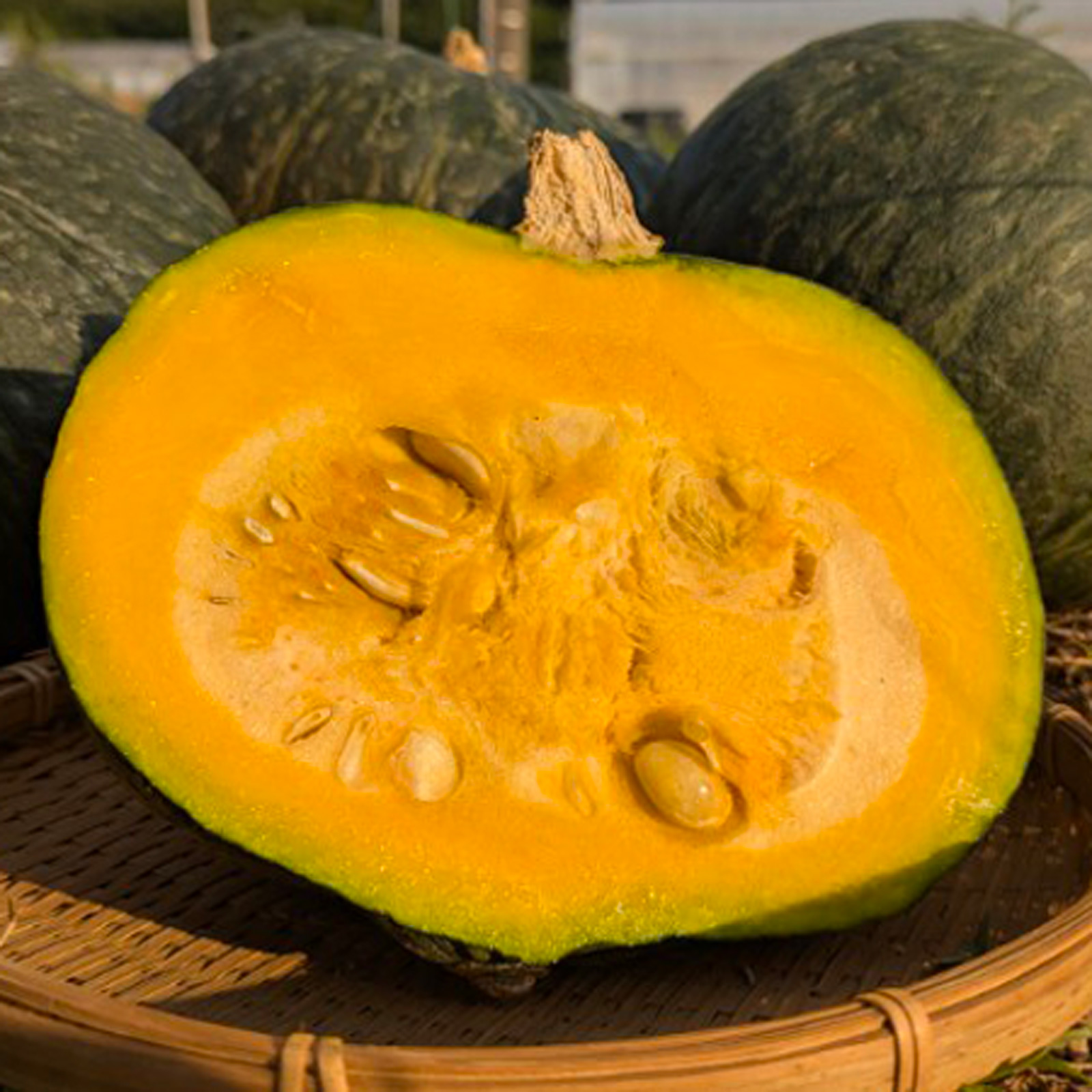 【新鮮豊受野菜】カボチャ1玉（2kg以上）
