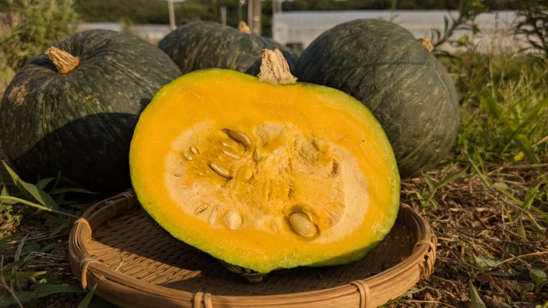 【新鮮豊受野菜】カボチャ1玉（1kg台）