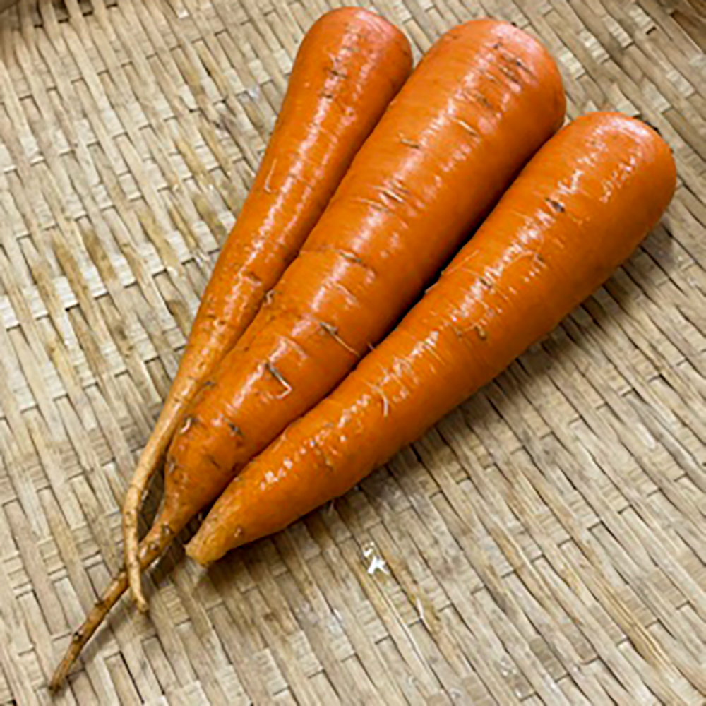 【新鮮豊受野菜】豊受五寸人参（葉なし）