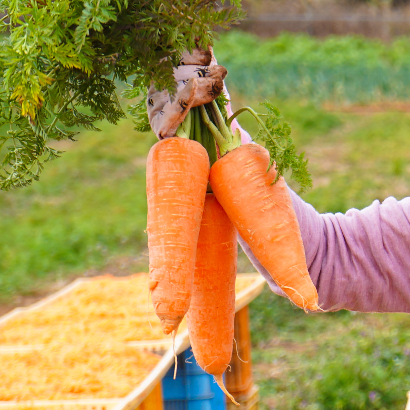 【新鮮豊受野菜】豊受五寸人参（葉なし）