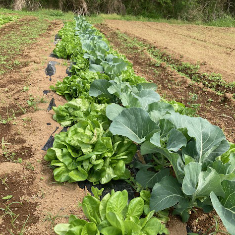 【新鮮豊受野菜】岡山サラダ菜