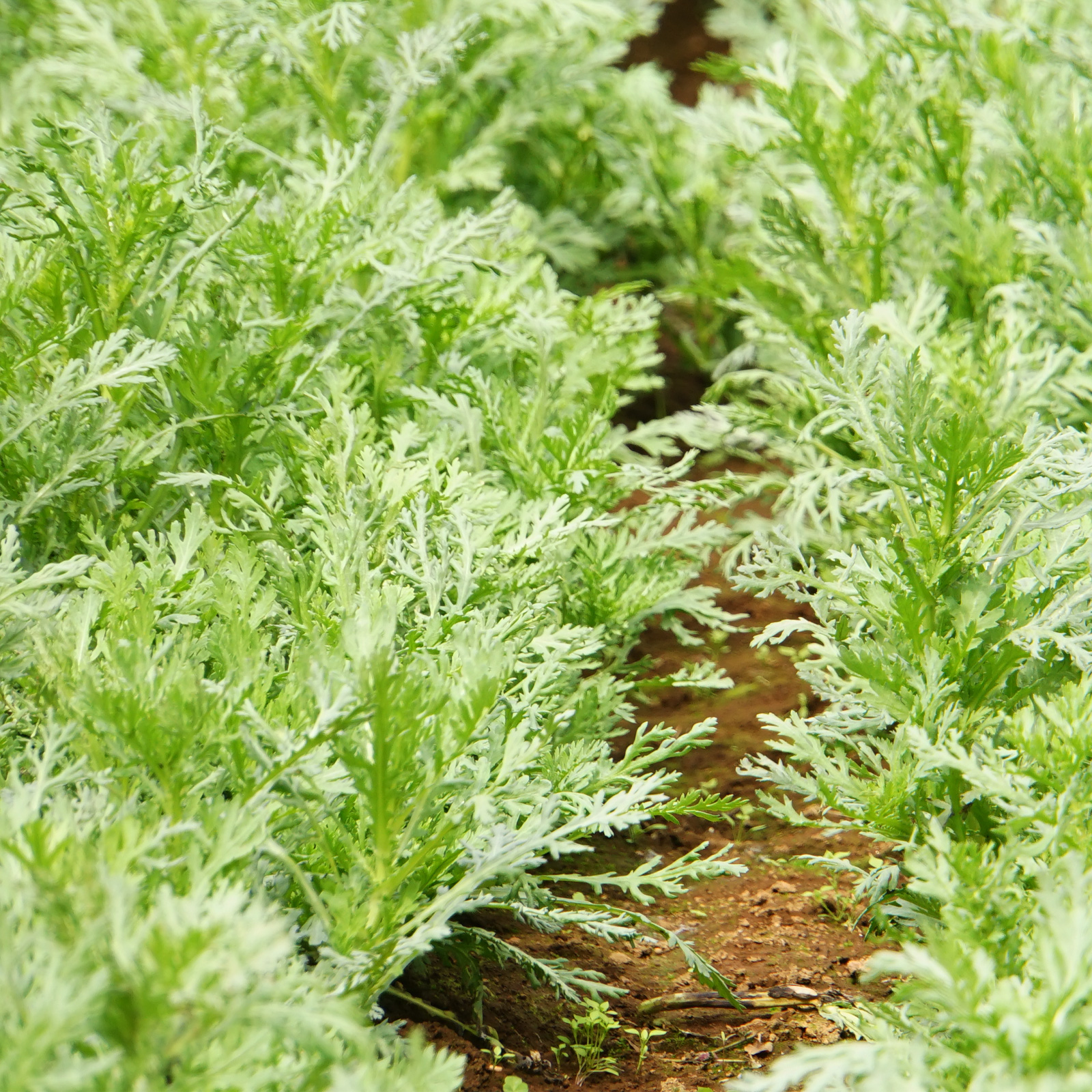 【新鮮豊受野菜】春菊（中葉）