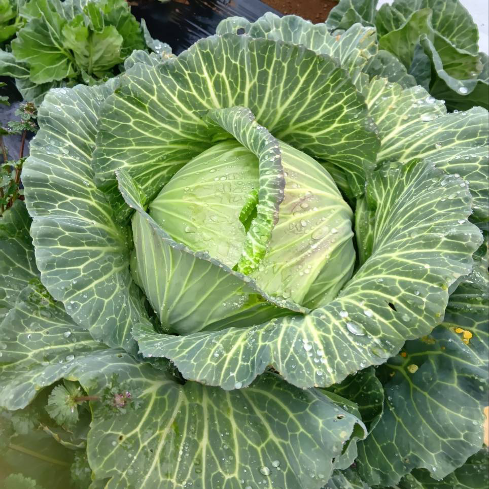 【新鮮豊受野菜】キャベツ（サクセッション）