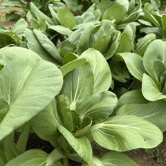 【新鮮豊受野菜】青梗菜 