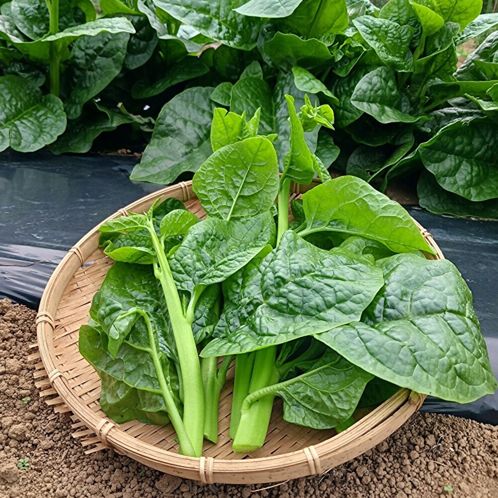 【新鮮豊受野菜】ツルムラサキ