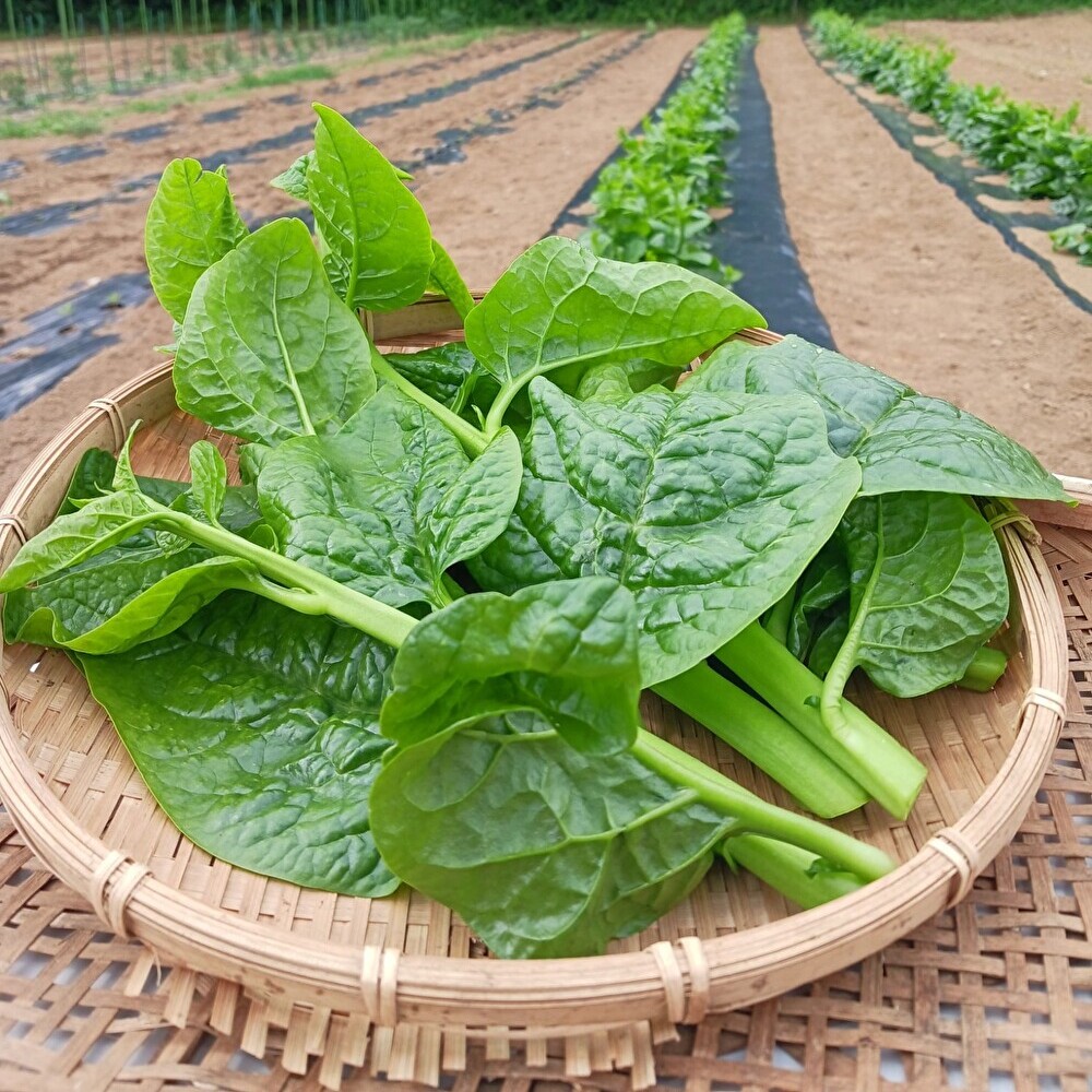 【新鮮豊受野菜】ツルムラサキ