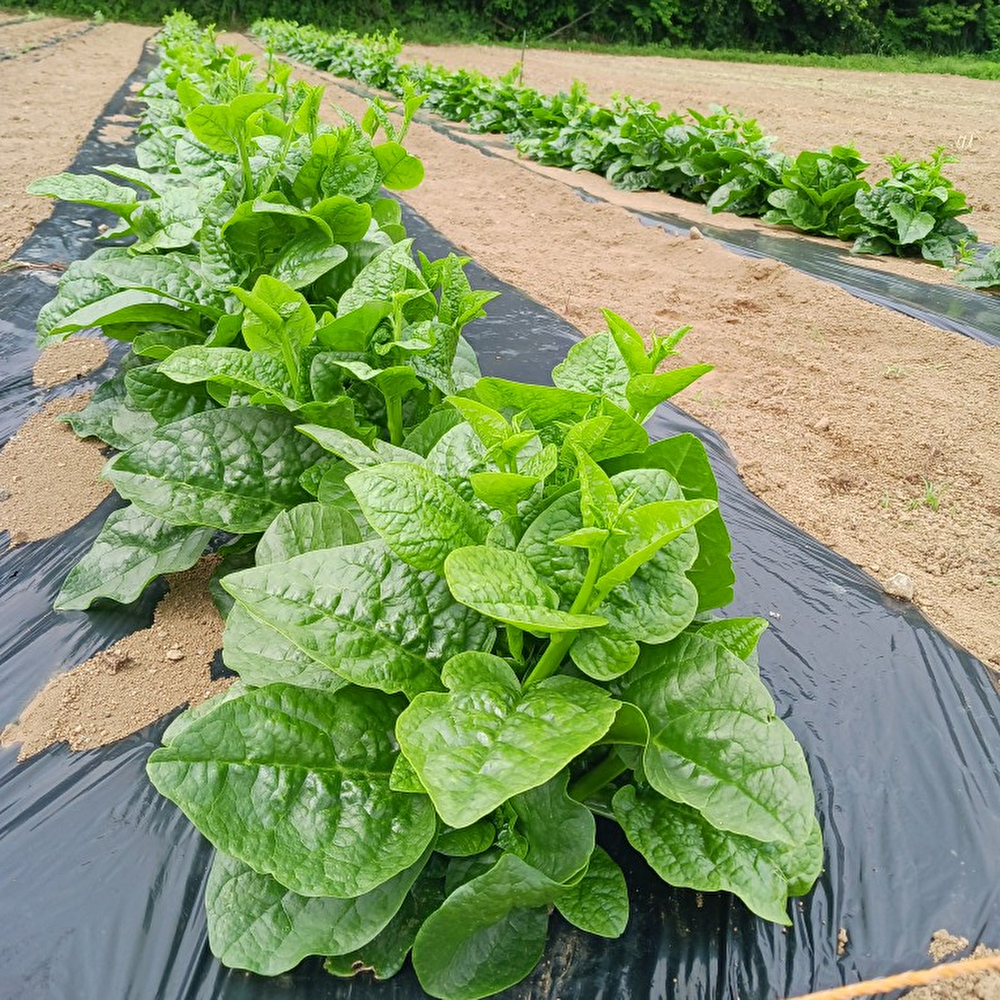 【新鮮豊受野菜】ツルムラサキ