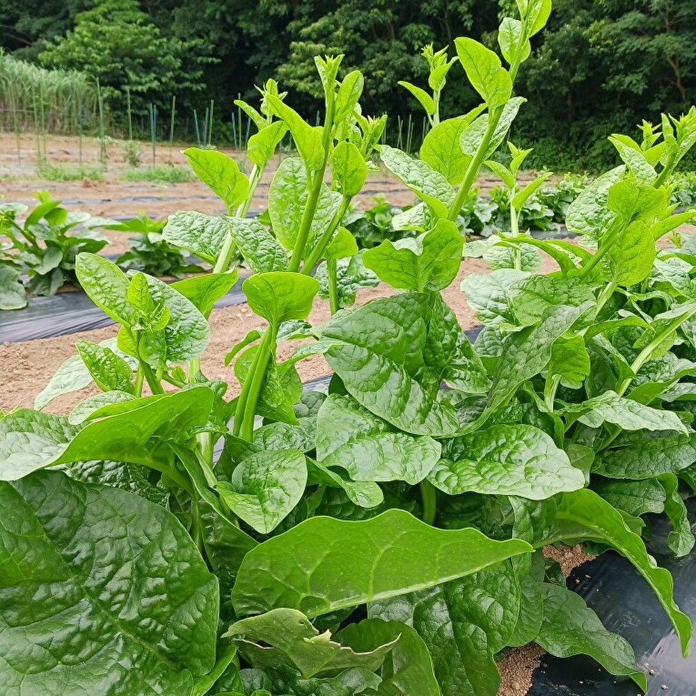 【新鮮豊受野菜】ツルムラサキ