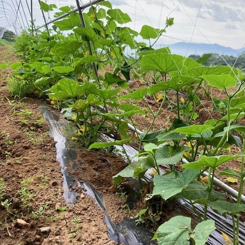 【新鮮豊受野菜】豊受キュウリ 1kg