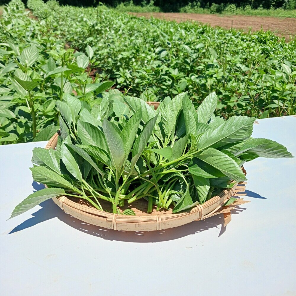 【新鮮豊受野菜】モロヘイヤ