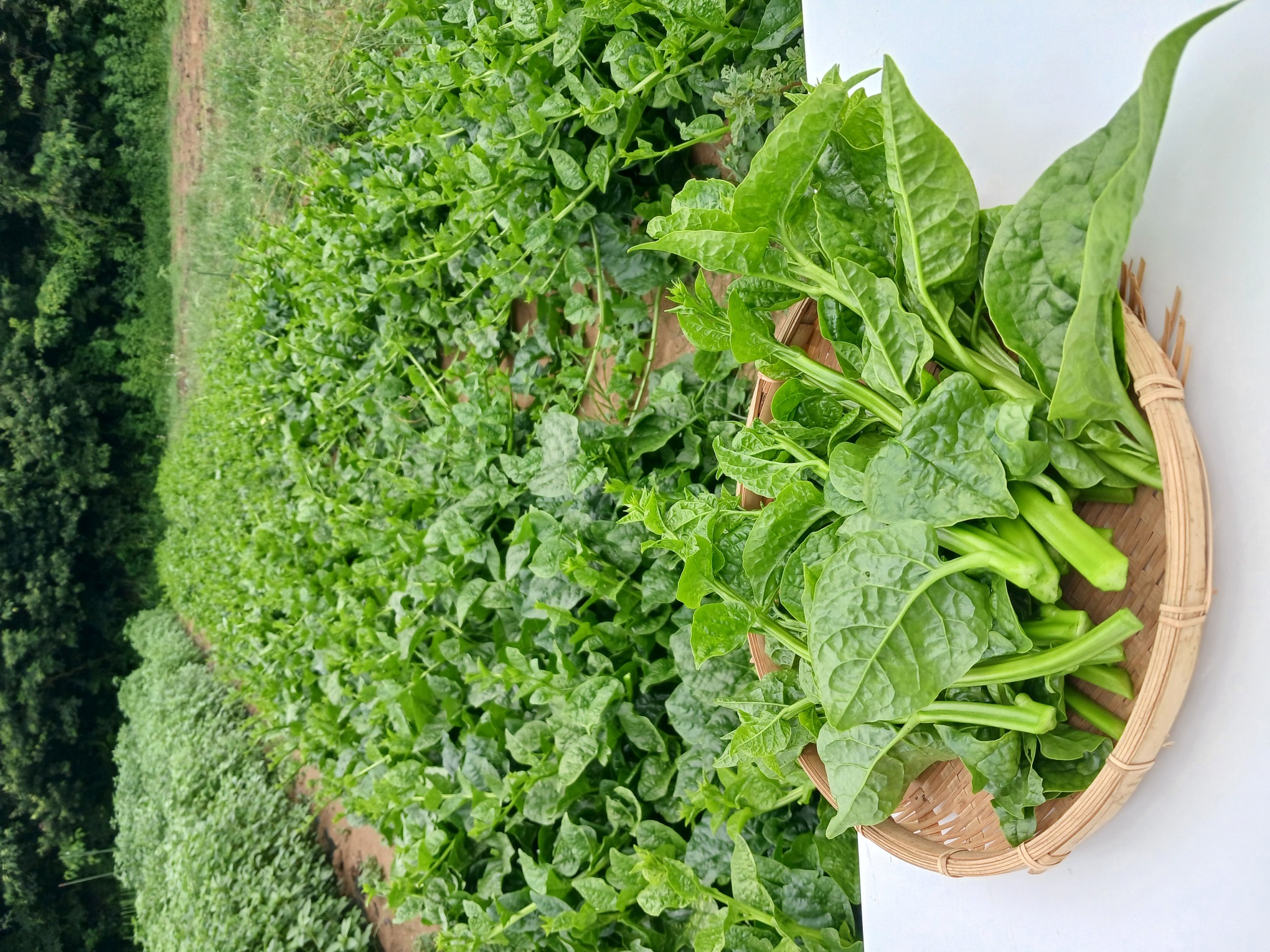 【新鮮豊受野菜】ツルムラサキ　300g