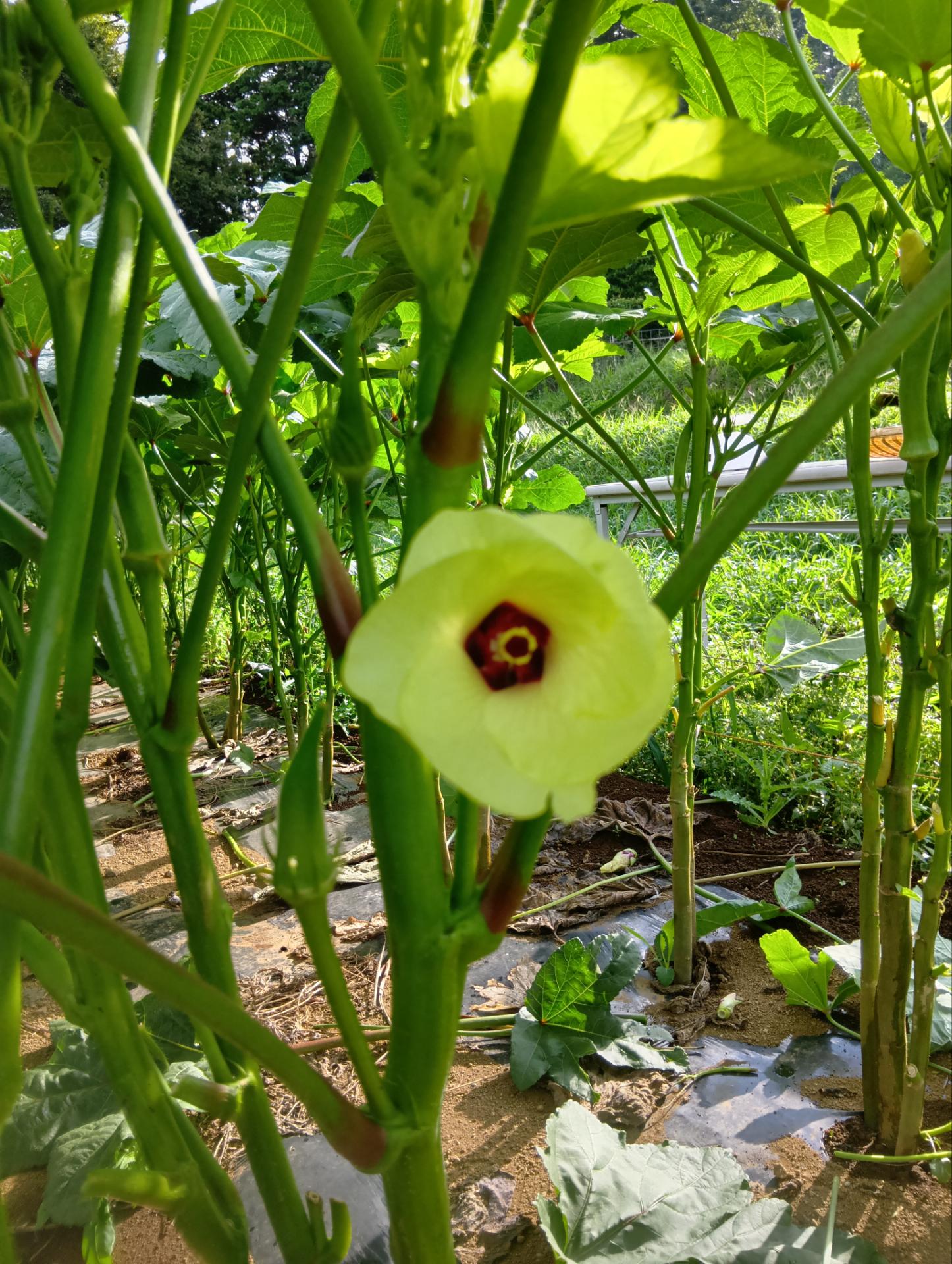 【新鮮豊受野菜】島オクラ