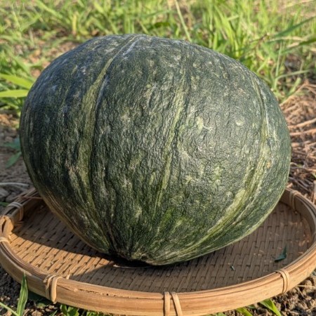【新鮮豊受野菜】カボチャ1玉（1kg台）