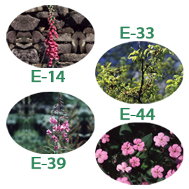 FE)C-03 コンフュージョン