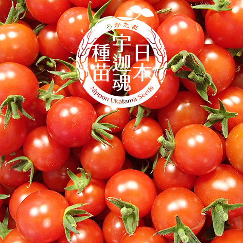 宇迦魂の種　ステラミニトマト