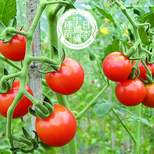 宇迦魂の種　ステラミニトマト