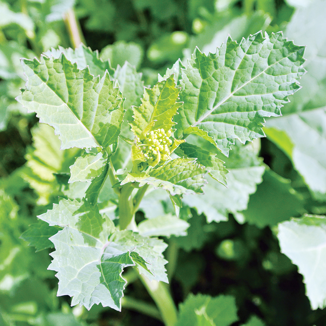 宇迦魂の種　黄からし菜