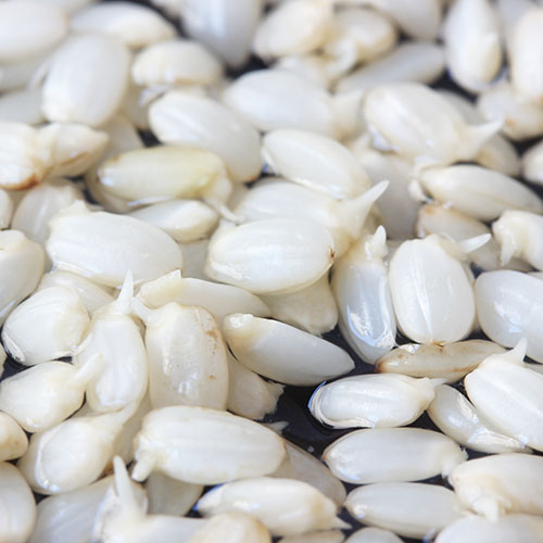 豊受玄米 1kg【2025年産】