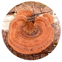 FE)S-10 コニファー・メイズギル