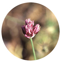 FE)S-28 ラウンド・ヘデッド・リーク