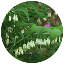 FE)S-32 ソロモンズ・シール