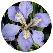 FE)S-43 アルジェリアン・アイリス