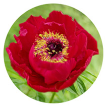 FE)S-44 ディープ・レッド・ピオニー