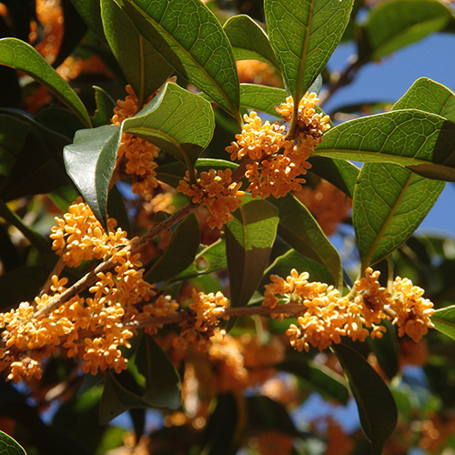 FE2)キンモクセイ