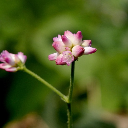 FE2)ママコノシリヌグイ