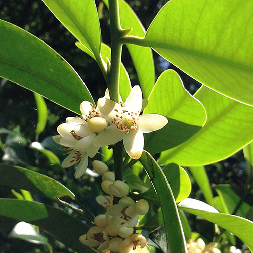 FE2)サカキ（リサーチ）