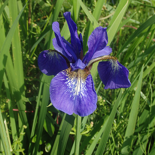 FE2)アヤメ（リサーチ）