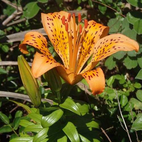 FE2)スカシユリ（リサーチ）