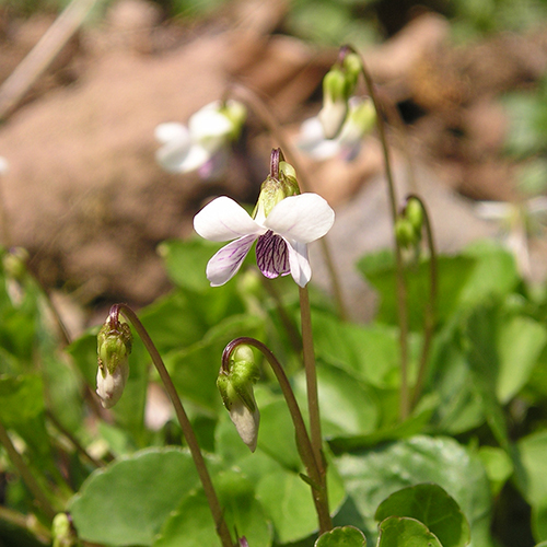 FE2)ツボスミレ（リサーチ）