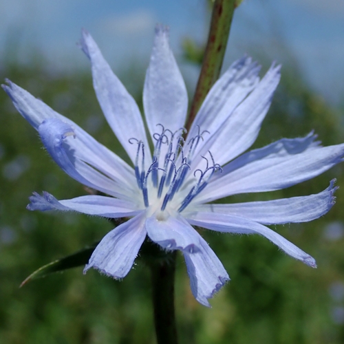 FE2)キクニガナ（リサーチ）