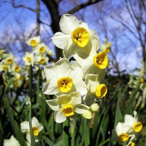 FE2)スイセン（リサーチ）