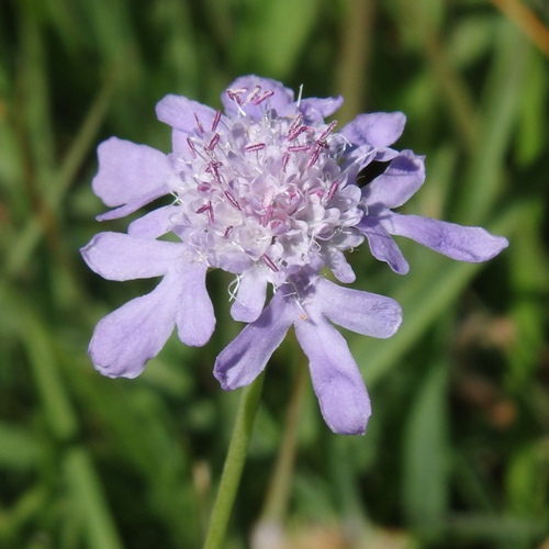 FE2)マツムシソウ（リサーチ）