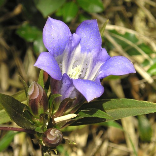 FE2)リンドウ（リサーチ）