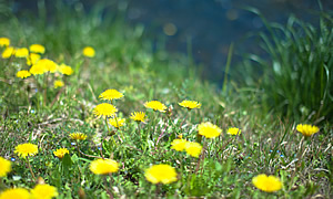 Vol. 1 花のたのしみ