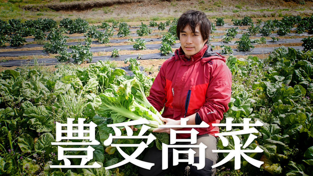 新鮮豊受野菜】高菜 | 日本豊受自然農株式会社 | 豊受モール